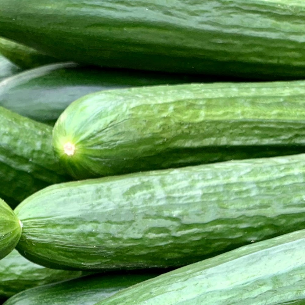 Telegraph Cucumber (each)