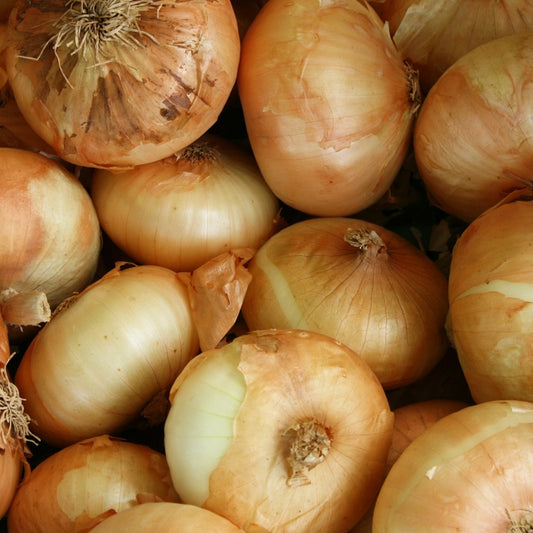 Brown Onions (10kg)