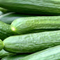Telegraph Cucumber (each)